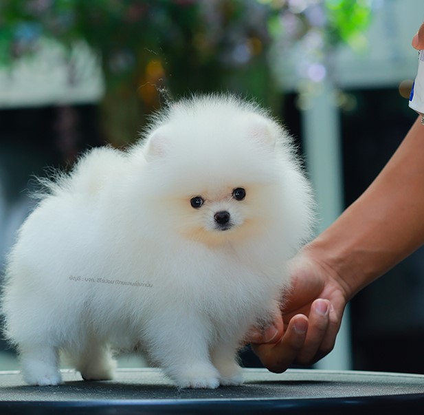 ปอมแท้ ปอมเมอเรเนียนฃ HRM-68388 เพศชาย สีขาวครีม อายุ 2 เดือน ตัวเล็ก ขาสั้น หน้...