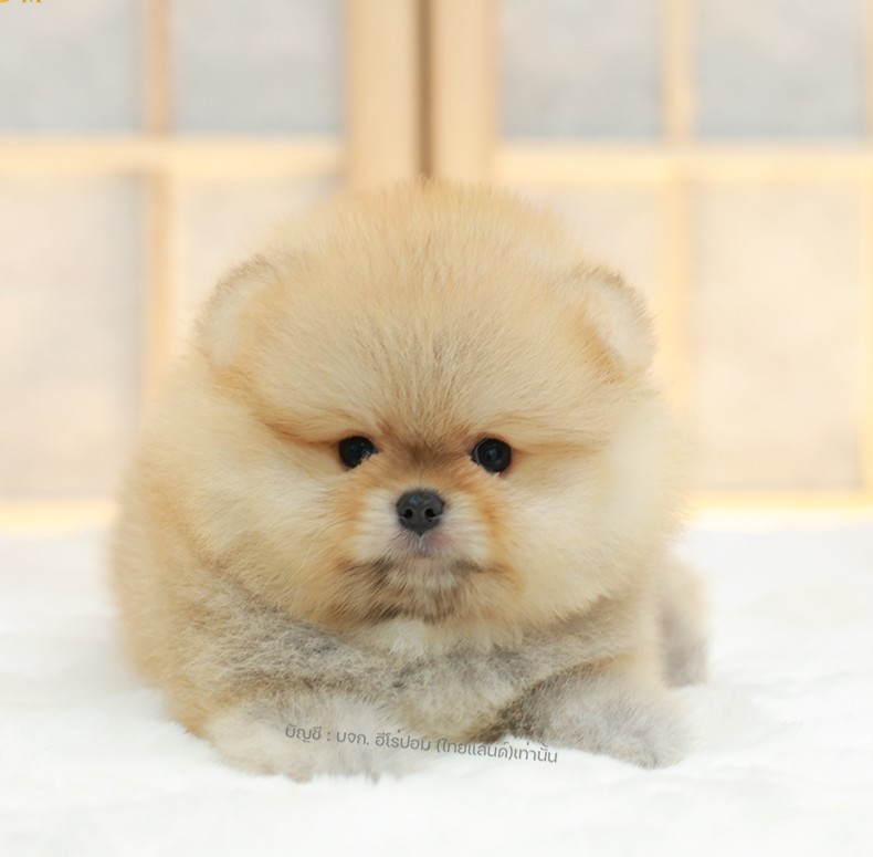 ปอมแท้ ปอมเมอเรเนียน HRM-85163 เพศชาย สีส้ม อายุ 2 เดือน หน้าตาน่ารัก ขาสั้น ขนแ...