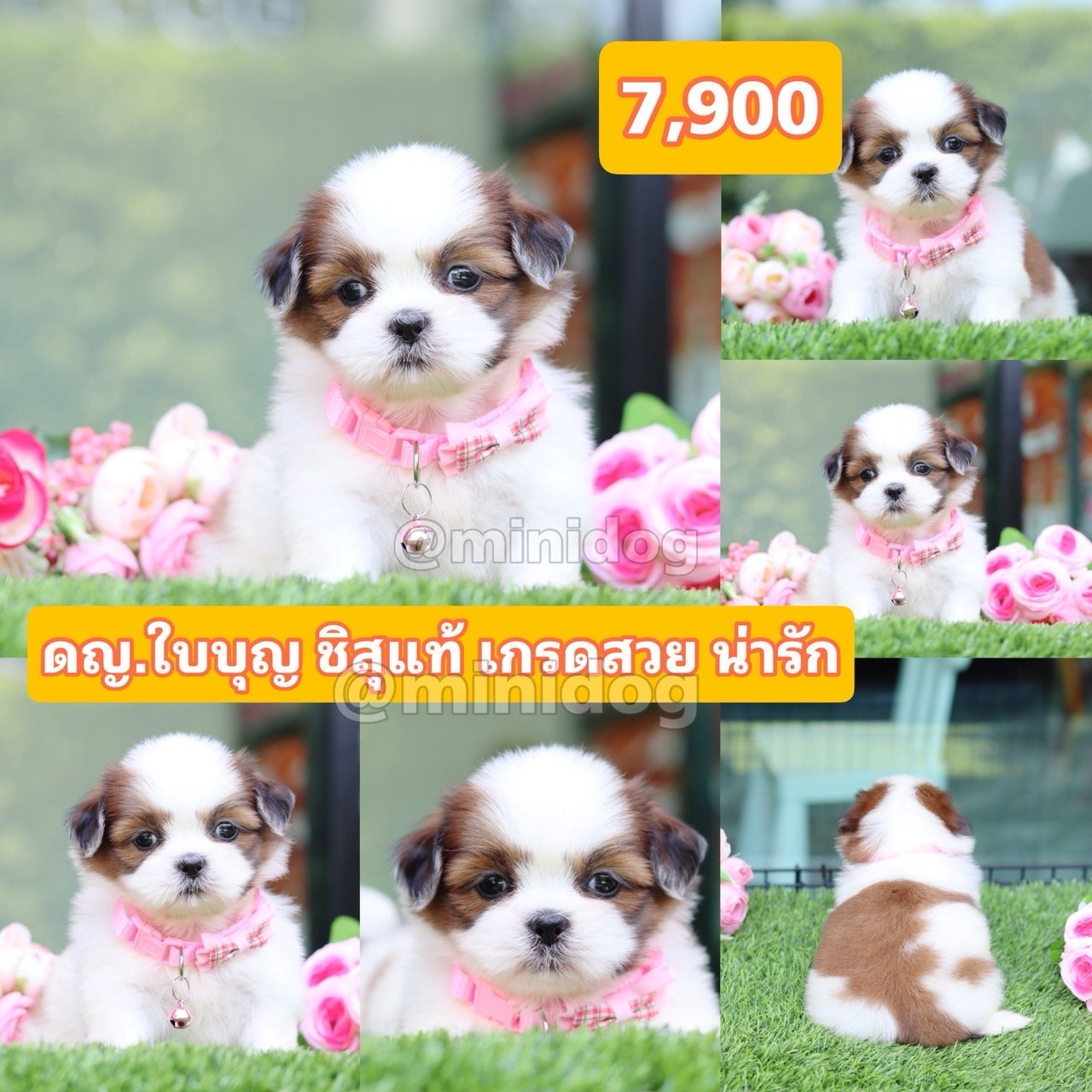 ชิสุแท้เกรดสวย