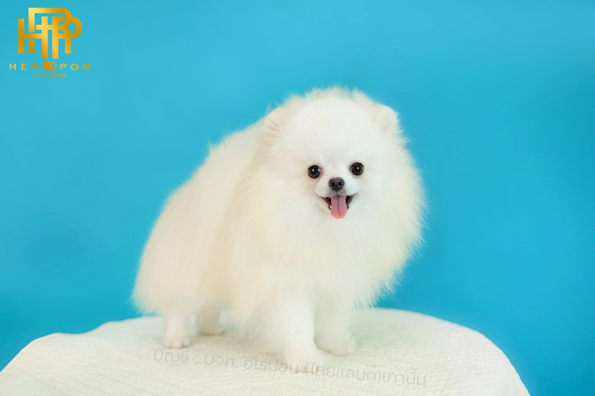 ปอมแท้ ปอมหน้าสั้น HRM-85293 เพศชาย สีขาว อายุ 10 เดือน น่ารักมาก ๆ ถ่ายรูปแล้วข...