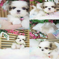 🏡kibzaa❌️ไม่มีสาขา❌️  ชิสุแท้ น่ารัก อัพเดท 14/11