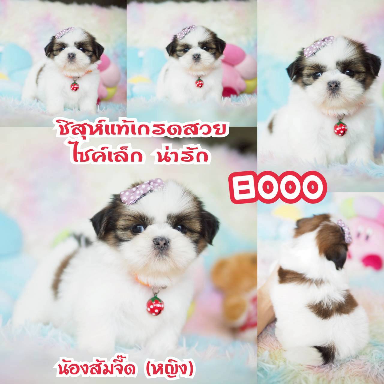 ❤️บ้านกิ๊ฟซ่า ขาสั้นๆ
