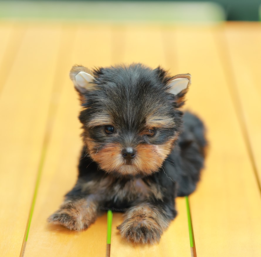 ยอร์คเชียร์ เทอร์เรีย HYF-01910 เพศหญิง สีแบล็คแทน อายุ 2 เดือน ตัวเล็ก ขาสั้น ห...