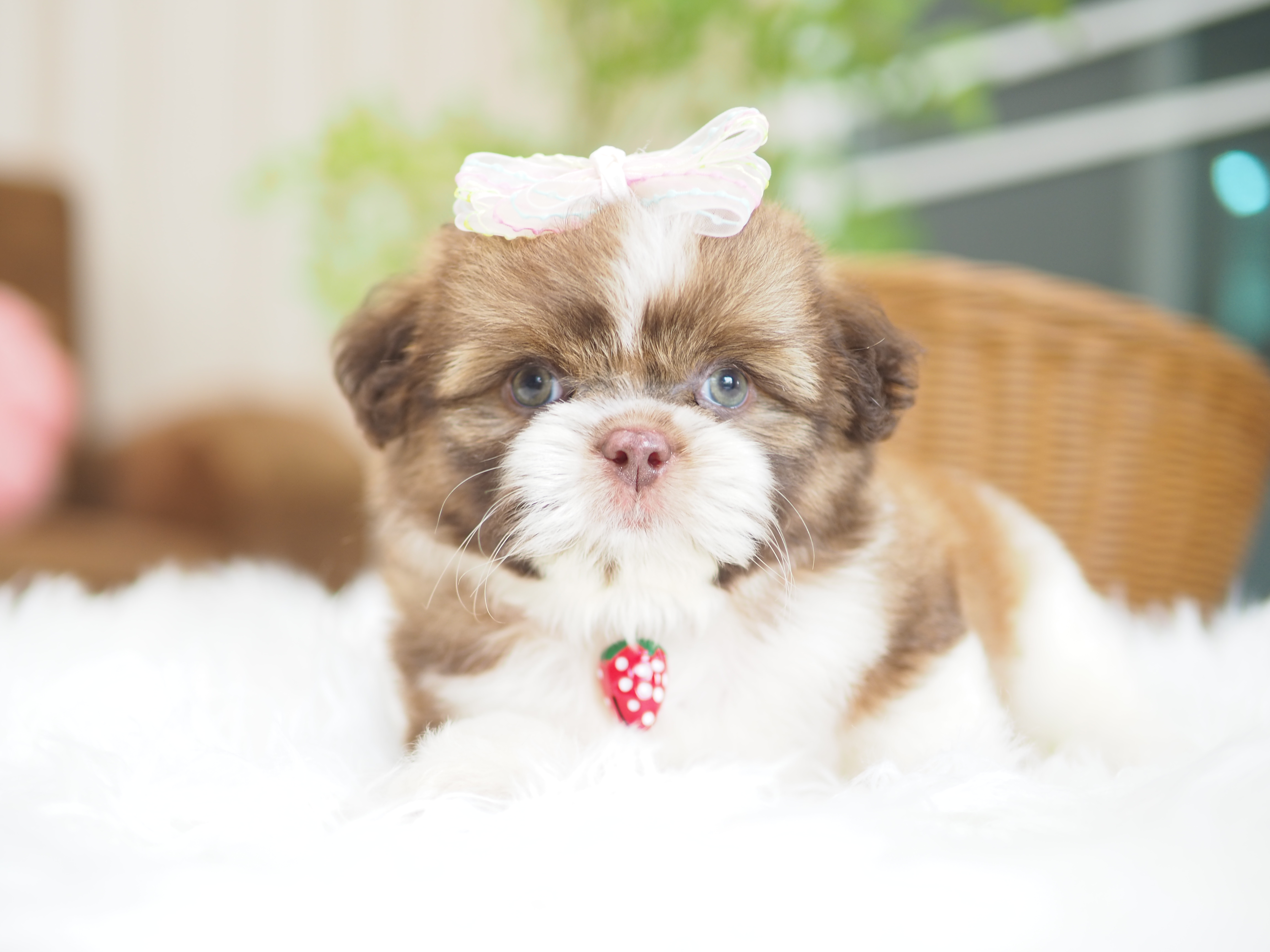 Shihtzu