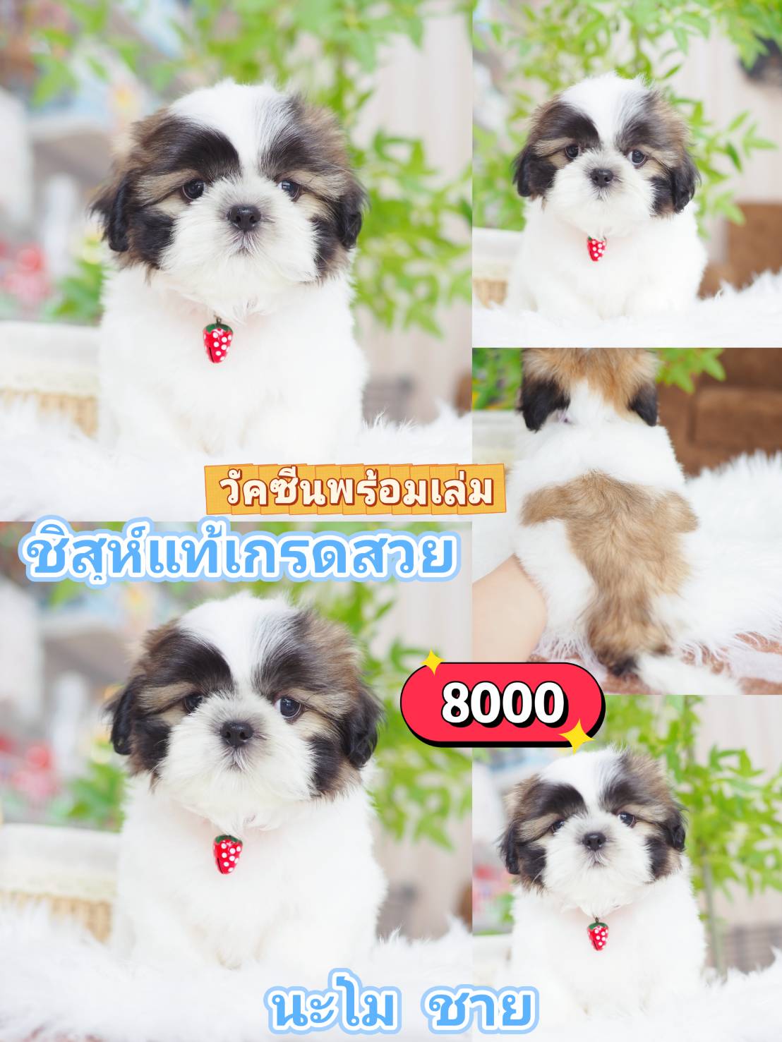 Shihtzu