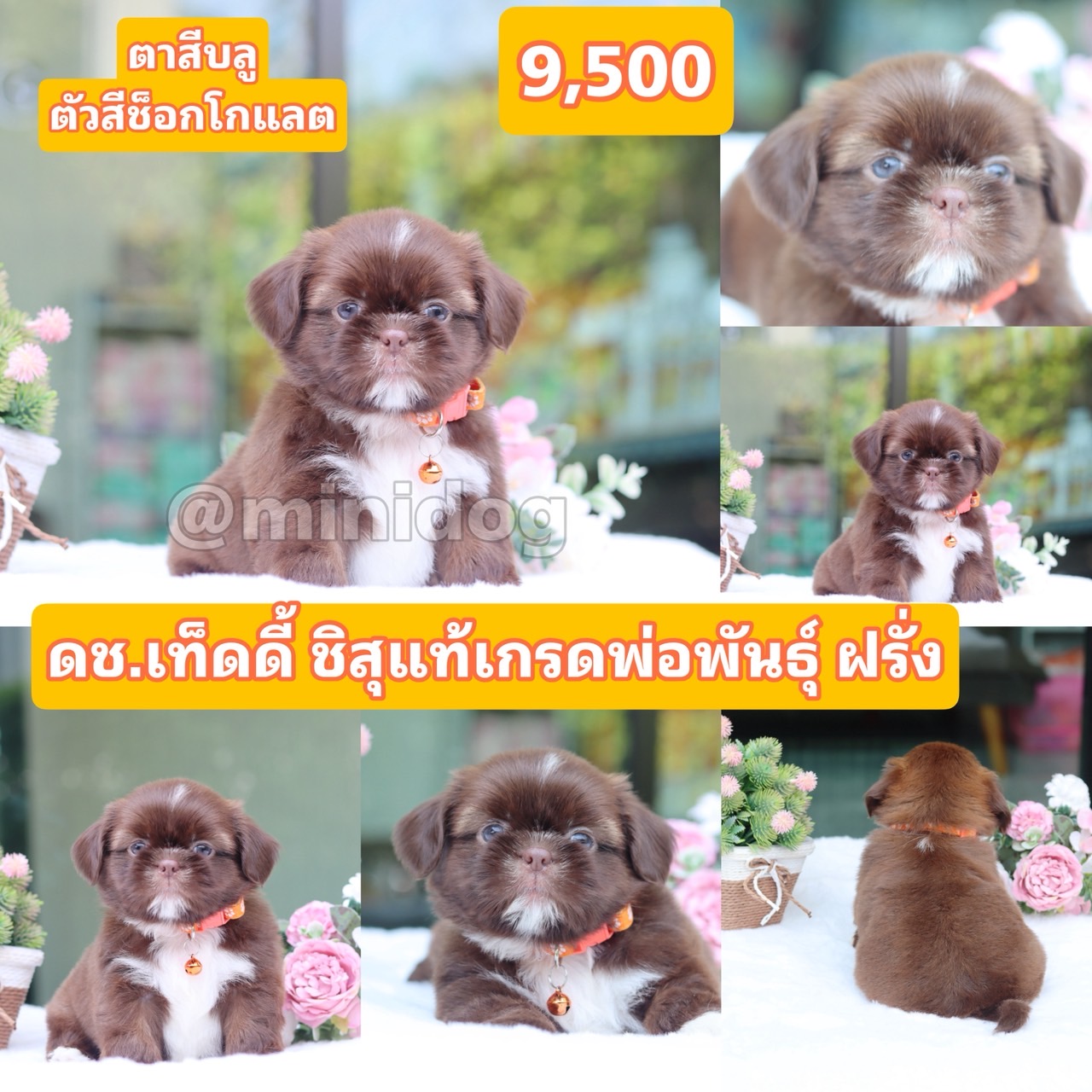 ชิสุแท้เกรดสวย