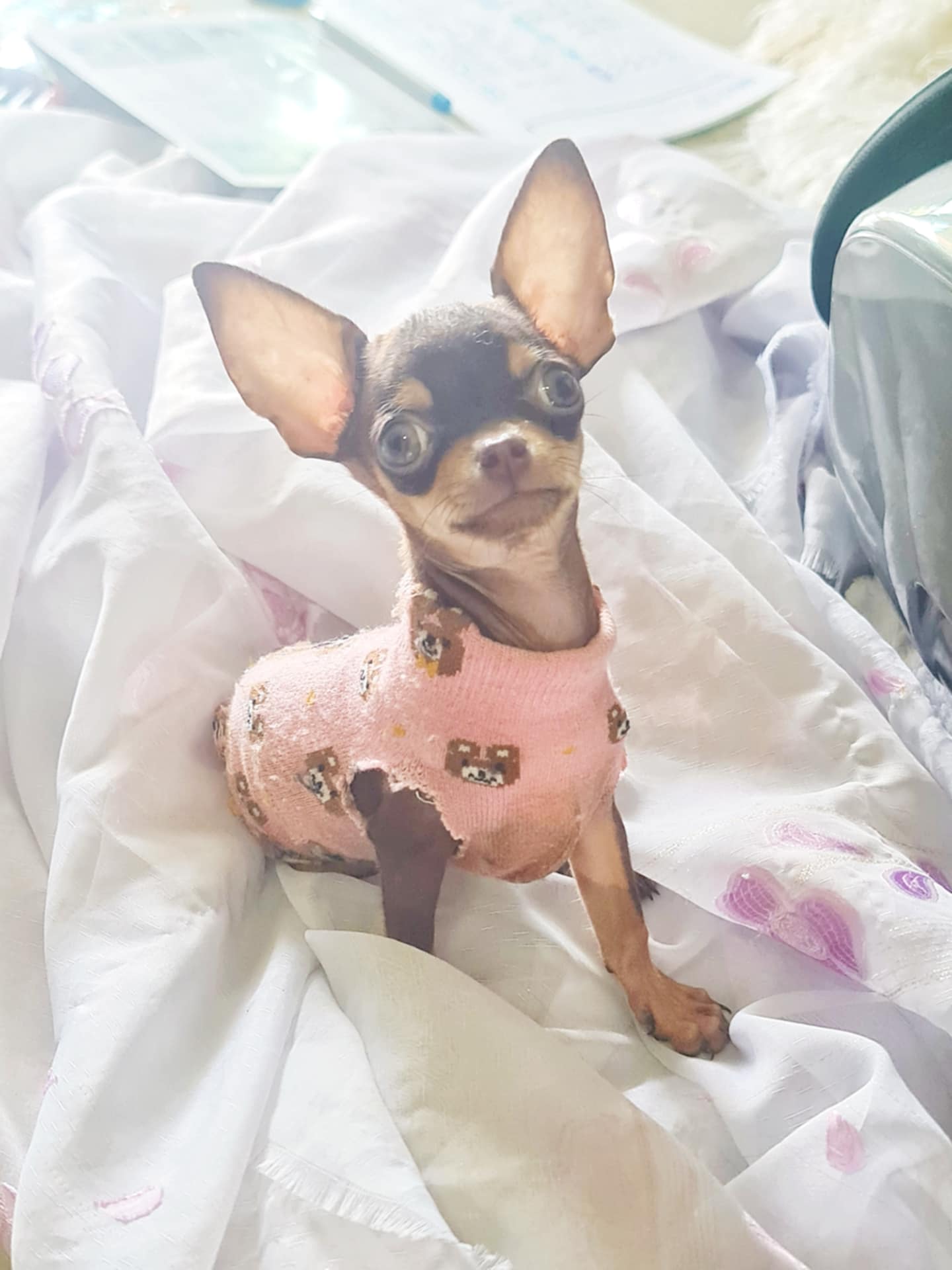 หหนุ่มน้อยชิวาวาขนสั้น สีช็อคโกแลตแอนด์แทน ตัวเล็กๆ กทม.จ้า