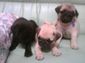 น้องPug น่ารัก มากๆๆ(ราคาคุยกันได้ครับ)เหลือ 8 ตัวแล้วครับ