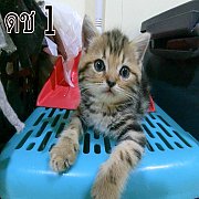 (ราคาแบ่งกันเลี้ยง) สก็อตทิชโฟลด์แท้ 100%หูตั้ง หูพับ กระโหลกใหญ่ 