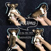 ชิวาวา ไซส์เล็ก ขนยาว พร้อมย้ายบ้านจ้าาา