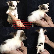 น้องๆ ชิวาวา ขนยาว พร้อมย้ายบ้าน