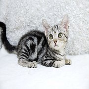 ขายลูกแมวอเมริกันช็อคแฮร์ สีซิลเวอร์แท็บบี้ เพศเมีย 2 เดือนกว่า