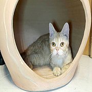 ลูกแมวขนสั้น สีส้มmackerel tabby เพศผู้ 4 เดือนกว่า