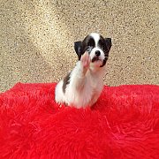 ชิวาวา ขนยาว เพศเมีย พร้อมย้ายบ้าน