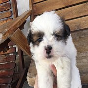 ขายสุนัขชิสุแท้ ราคากันเอง สนใจลดได้