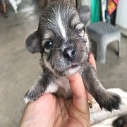 ปอมผสมชิวาวา น่ารัก 4300