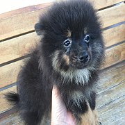 ปอมสีแบลคแทน และสีน้ำตาล