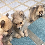 ปอมแท้ น่ารัก 4800