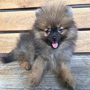 ปอมน่ารัก ผุ้และเมีย ทอย