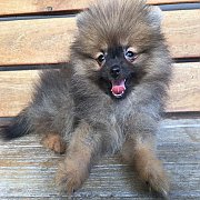 ปอมเมอเรเนียนแท้ สวยๆ