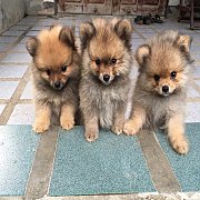 ปอมแท้ เมียและผุ้