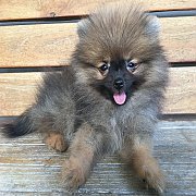 ปอมเมอเรเนียรนแท้ ผู้และเมีย น่ารัก วัคซีนแล้ว