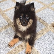 ปอมเมอเรเนีนยแท้ สีแบลคแทน และสีน้ำตาล