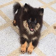ปอมแท้ วัคซีนแล้ว สนใจลดได้