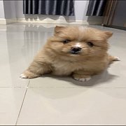 ปอมแท้ สีครีม 4800