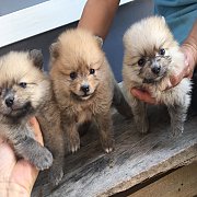 ปอมแท้ สีครีมน้ำตาล