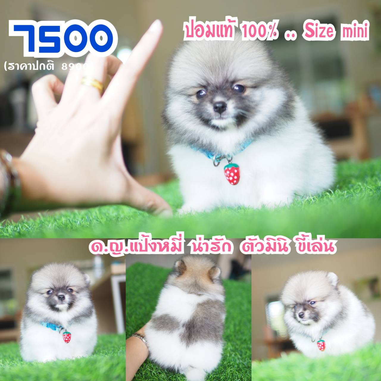 Pompom 100%