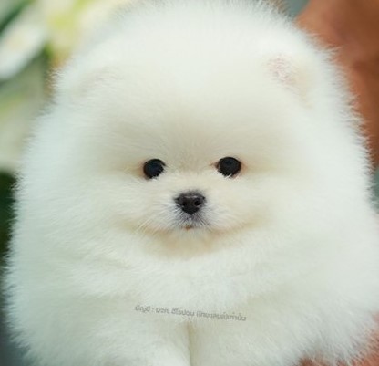 ปอมหน้าหมี ปอมแท้ ปอมเมอเรเนียน HRM-26517 เพศชาย สีขาว อายุ 2 เดือน ตัวเล็ก ขาสั...