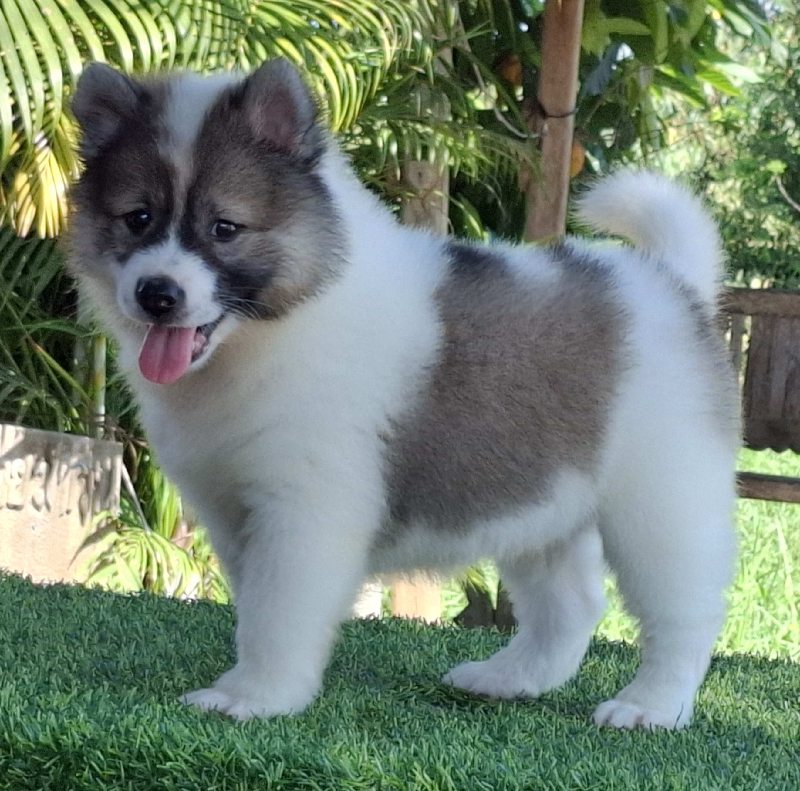 หาบ้านให้ลูกสาว (คอกมิตรแท้)  พร้อมใบเพ็ด  สนใจ โทร 081-8886335