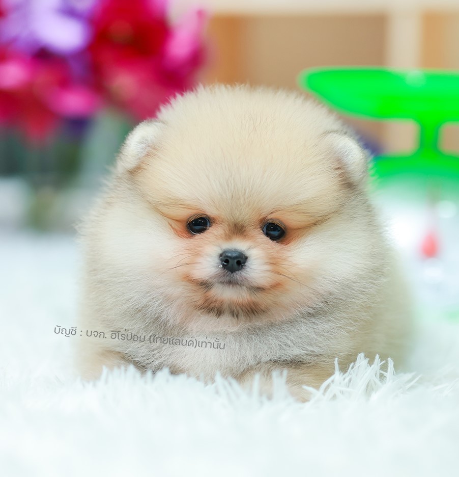 ปอมแท้ ปอมเมอเรเนียน HRM-68136 เพศชาย สีส้ม อายุ 2 เดือน หน้าตาน่ารัก ขาสั้น ขนแ...
