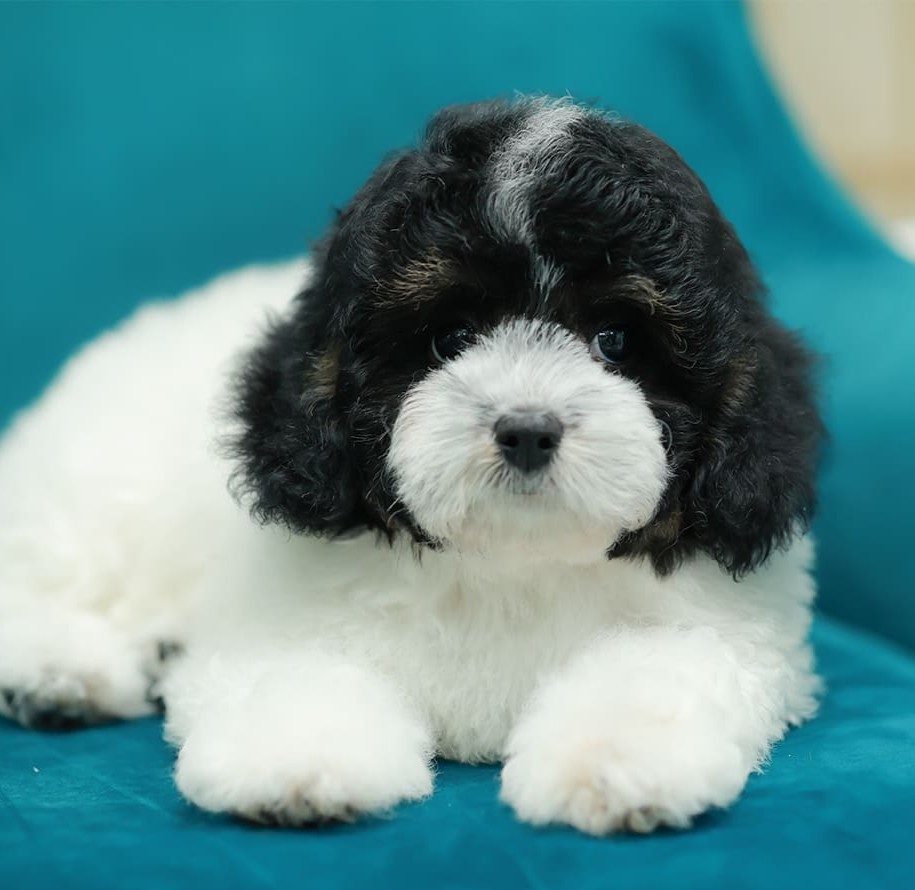 บิชองพู BCF-89129 เพศหญิง สีขาวดำ สีสวยน่ารัก  ขนนุ่ม แน่นฟู ตัวจิ๋ว สดใส ร่าเริ...