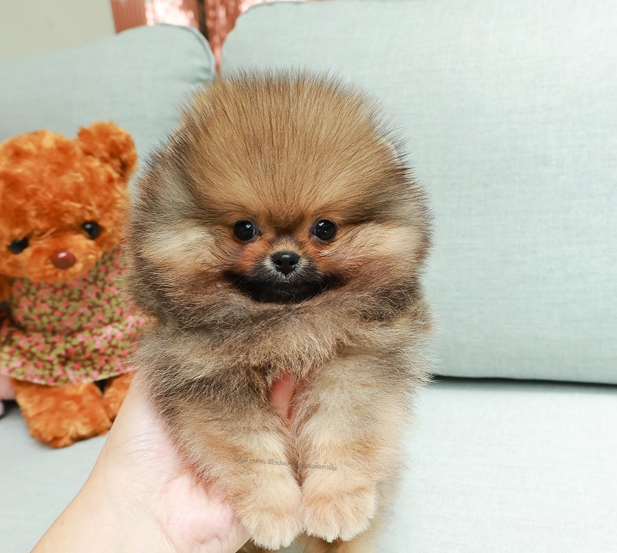 ปอมหน้าหมี ปอมแท้ ปอมเมอเรเนียน HRF-68358 เพศหญิง สีส้มอายุ 2 เดือน ตัวเล็ก ขาสั...