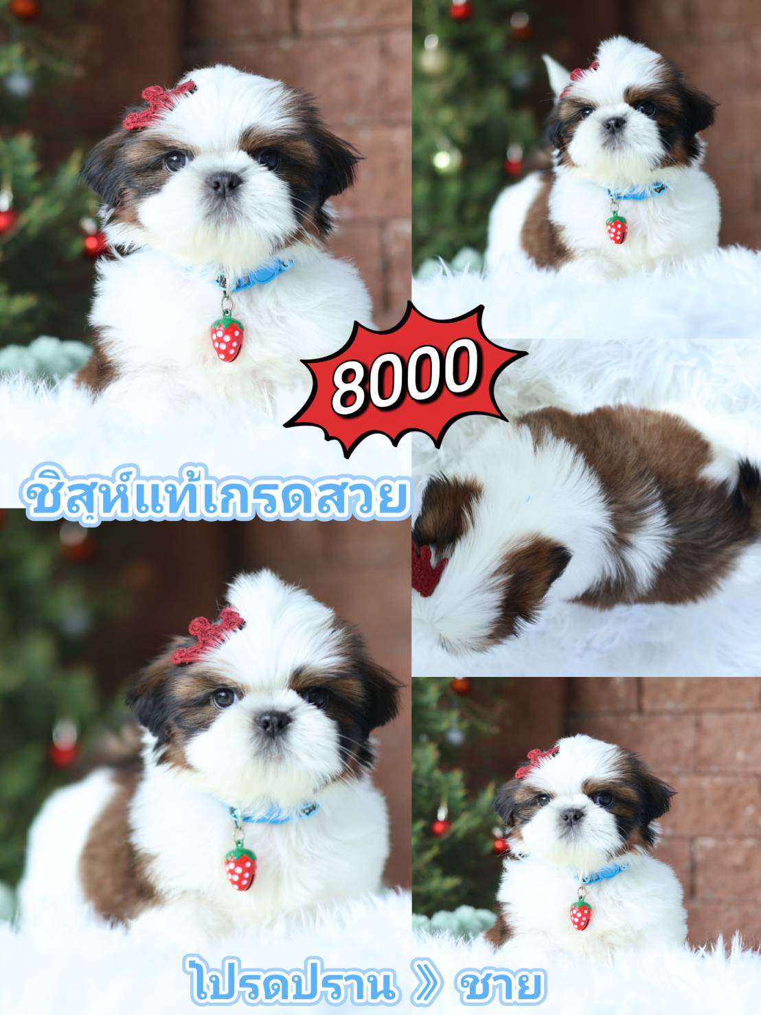 Shihtzu