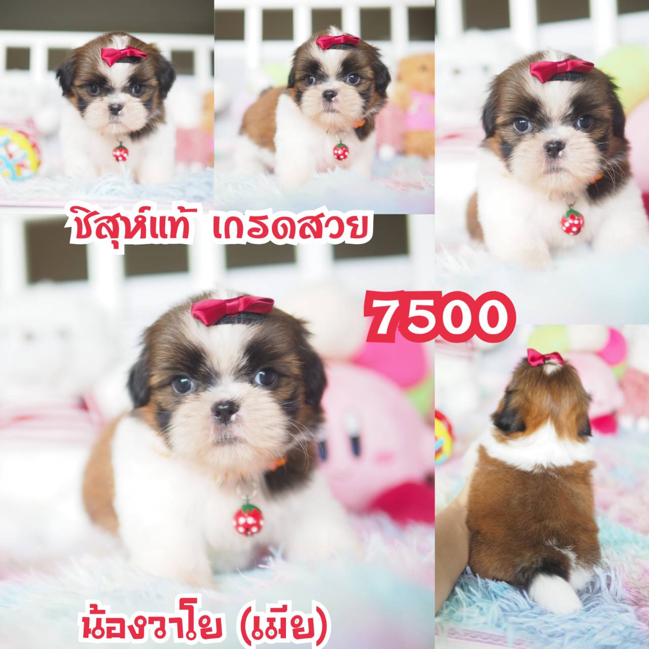 ❤️กิ๊ฟซ่า มีแต่สวยๆ