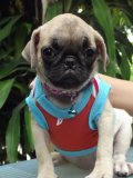 น้องปั๊ก ( 1 ตัว ) เพศเมีย  พันธุ์แท้ ราคาไม่แพง โทร.081-195-5028.