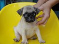 ลูกปั๊กเพศผู้ราคาถูกเพียง 4900 บาท