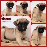 ขันทอง...ลูกปั๊กแท้ สีฟรอนท์ เพศเมีย สุขภาพแข็งแรง ทะเล้นน่ารักคะ (จัดส่งได้)