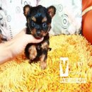 !!SALE!!ชิวาวา ขนยาว ผู้-เมีย ลดราคา เริ่มต้น เพียง 4,900 บาท<<<
