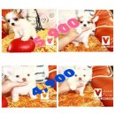 !!Sale!!ชิวาวา ขรยาว ผู้-เมีย อายุ 3 เดือน ราคาเริ่มต้น 4,900 บาท<<<