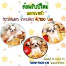 !!รับปีใหม่!!ชิวาวา ขนยาว ผู้-เมีย ลดเหลือ 4,900 บาท<<<<