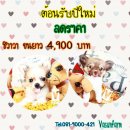 !!รับปีใหม่!!ชิวาวา ขนยาว ผู้-เมีย ลดเหลือ 4,900 บาท<<<<