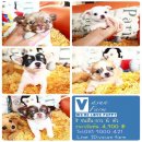 !!Sale กระจาย!!ชิ ขนสั้น-ยาว ผู้-เมีย 5 ตัว เริ่มต้นเพียง 4,900 บาท<<<&...