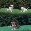 ขายชิวาวา สีขาวเเละสีช็อก อายุ1เดือน สนใจติดต่อได้ครับ