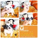 !!T-cup ตาโต!!ชิวาวา ทีคัพและไซส์เล็ก ช-ญ เริ่มต้น 4,900 บาท<<<<