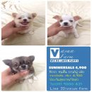 SUMMERSALE ชิวาวา ขนสั้น-ยาว เริ่มต้น 4,900 บาท<<<<