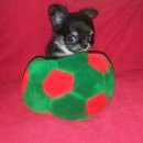 ชิวาวาขนยาว เกรดสวยๆ เพศ. ผู้  มีตัวเดียว. สนใจโทรเลยคร้า087-515-9665